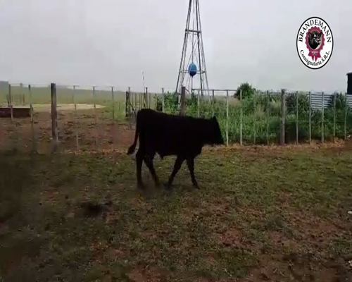 Lote 70 Terneros de 190 Kg