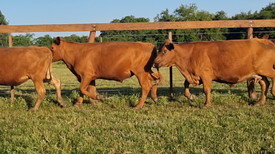 Lote 44 Vacas con Cría