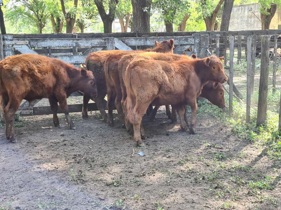 Lote 5 Novillitos en Gral. Lamadrid, Buenos Aires