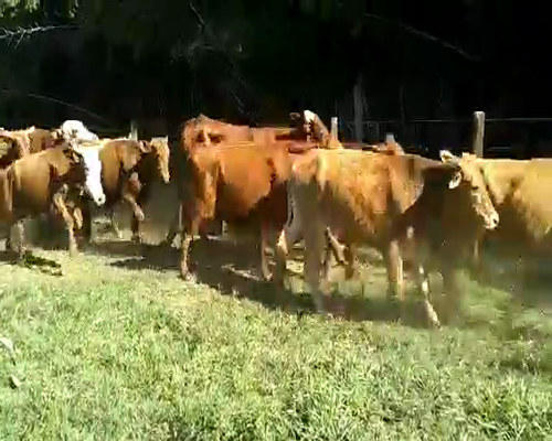Lote 60 Novillitos en Santo Tomé, Corrientes
