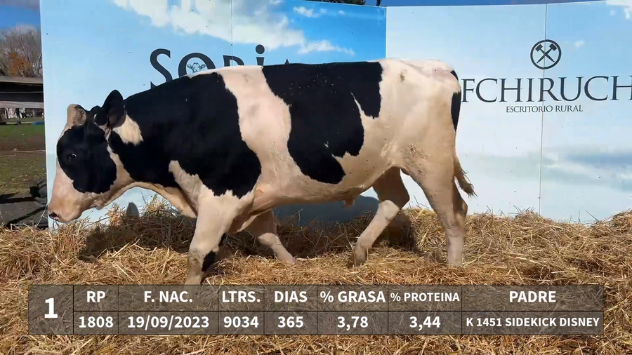 Lote LOTE 1 - RP 1808 - K 1451 SIDEKICK DISNEY x KAROLINE 1333 PERSEUS DEPUTY