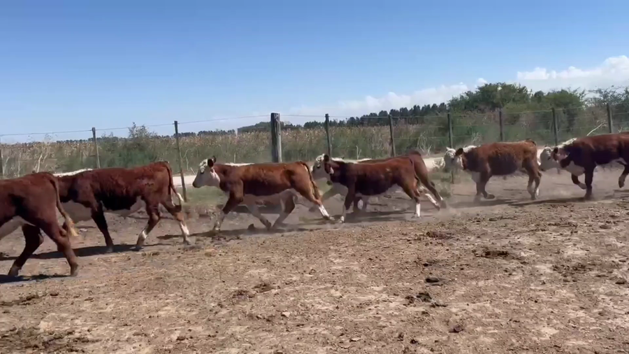 Lote 60 Terneros
