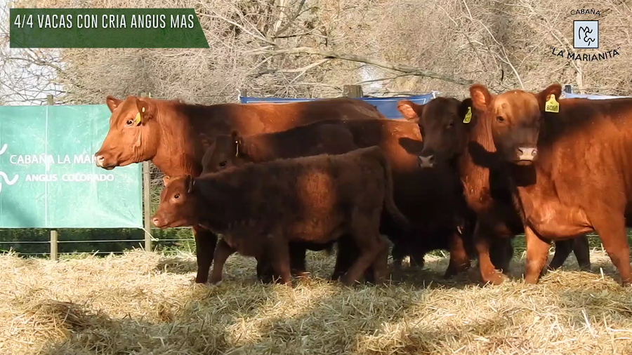 Lote "Cabaña ""La Marianita"" Vacas 1ra paricion otoño mas con servicio"