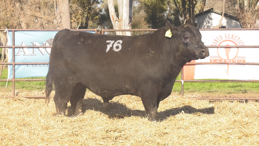 Lote TOROS ANGUS NEGROS  PC