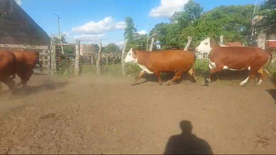 Lote 45 Vacas de invernar