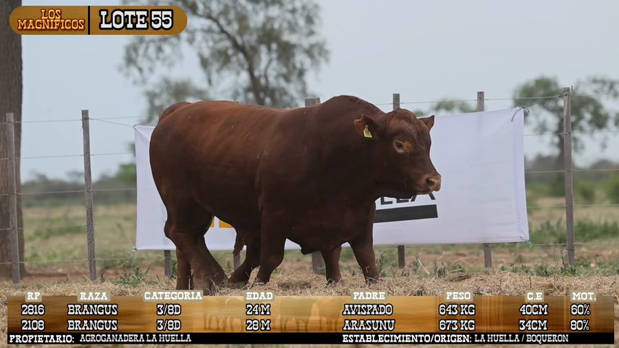 Lote LOTE 55 - VIVO