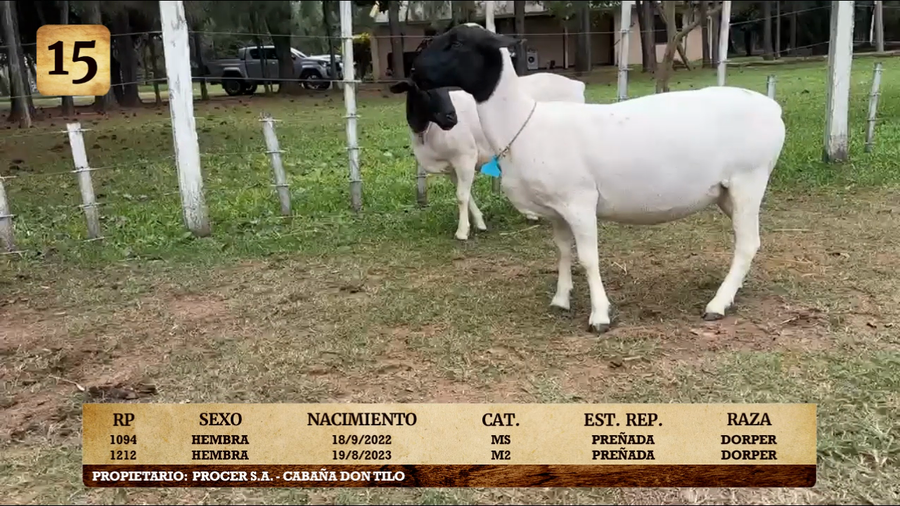 Lote LOTE 15