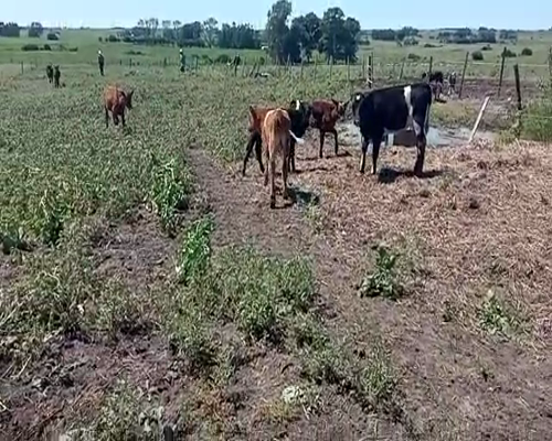 Lote (Vendido)6 Terneros ANGUS Y HOLANDIO a remate en Entre Martillos 90kg -  en CARRETA QUEMADA