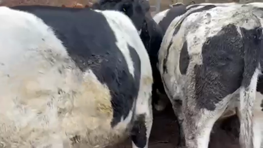 Lote 30 Novillo Gordo en Melipilla, Región Metropolitana