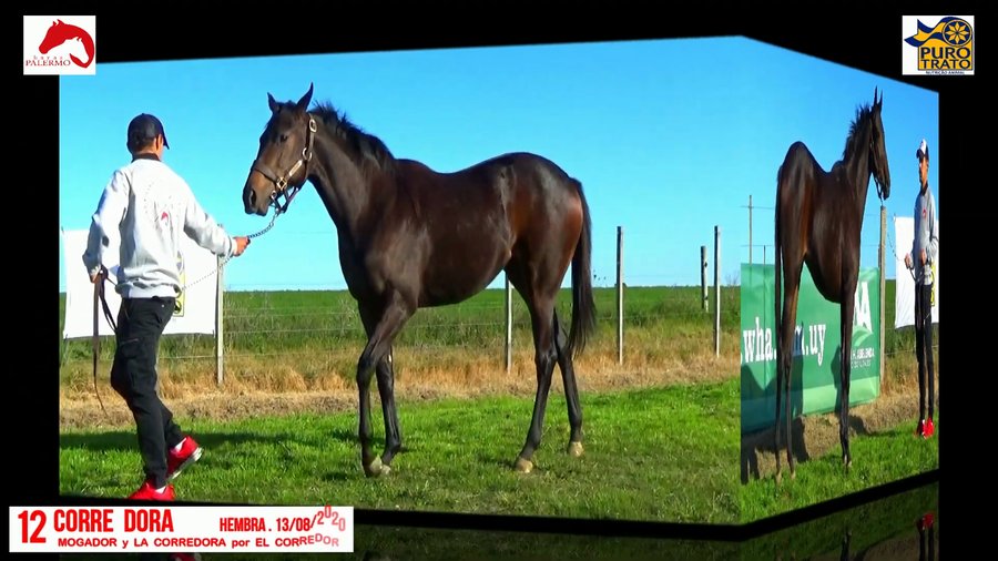 Lote CORRE DORA