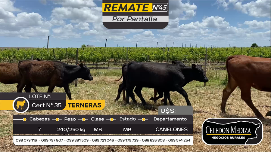 Lote 7 Terneras en Parador Tajes, Canelones