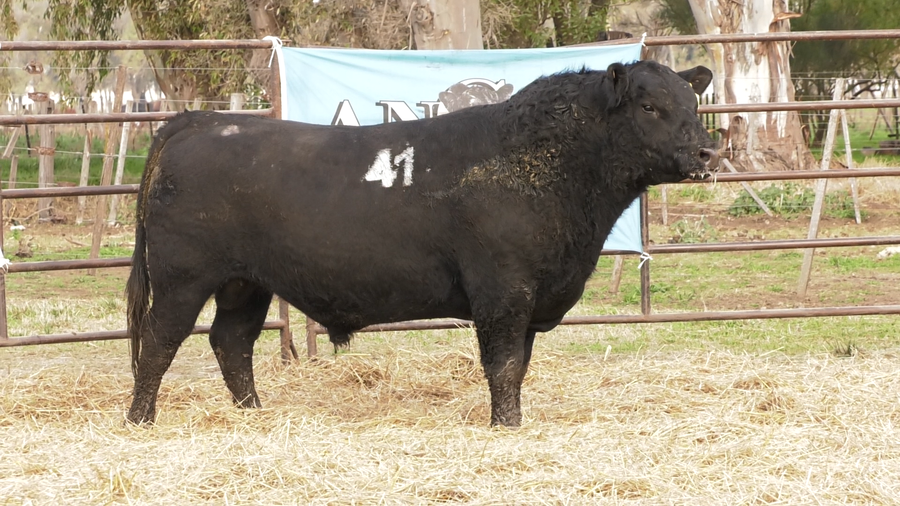 Lote TOROS ANGUS NEGROS  PC