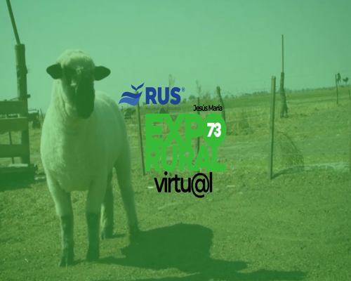 Lote CARNERO HAMPSHIRE DOWN