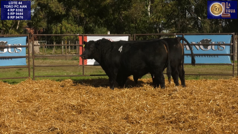 Lote TOROS ANGUS NEGROS PC