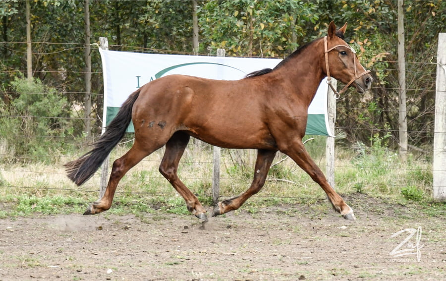 Lote Bitacora Ñaquiñá