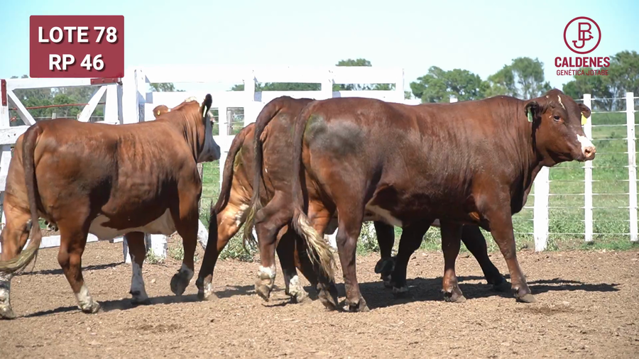 Lote BRAFORD 3/8 PARA SERVICIO