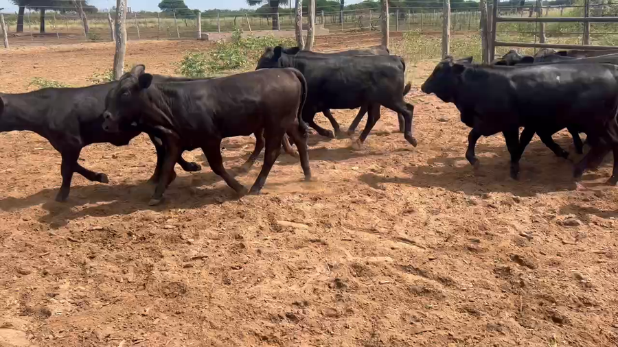 Lote 100 Terneros/as en Juan José Castelli, Chaco
