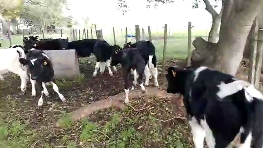 Lote terneras hol 12