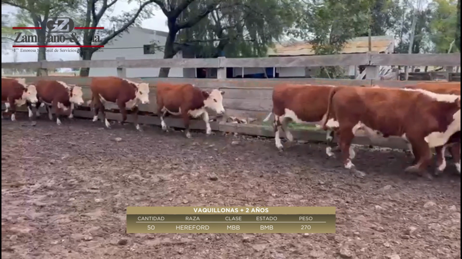 Lote 50 Vaquillonas más de 2 años a remate en 6º Expo Nacional Hereford 270kg -  en Guarapirú