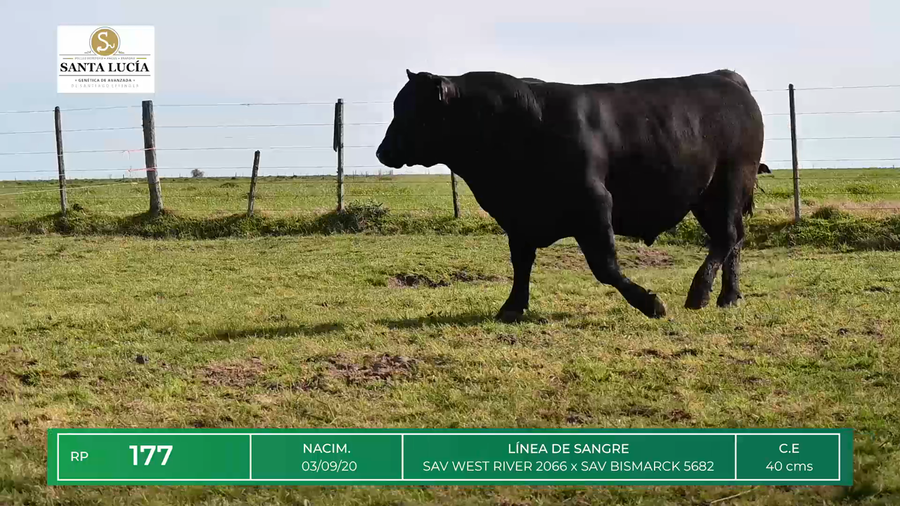 Lote TOROS ANGUS