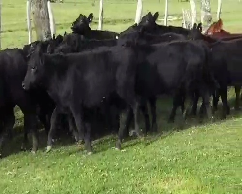 Lote 50 Terneros/as en Villaguay, Entre Ríos