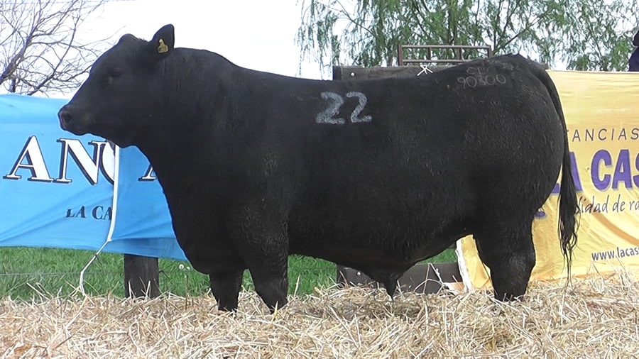 Lote TOROS ANGUS PUROS CONTROLADOS