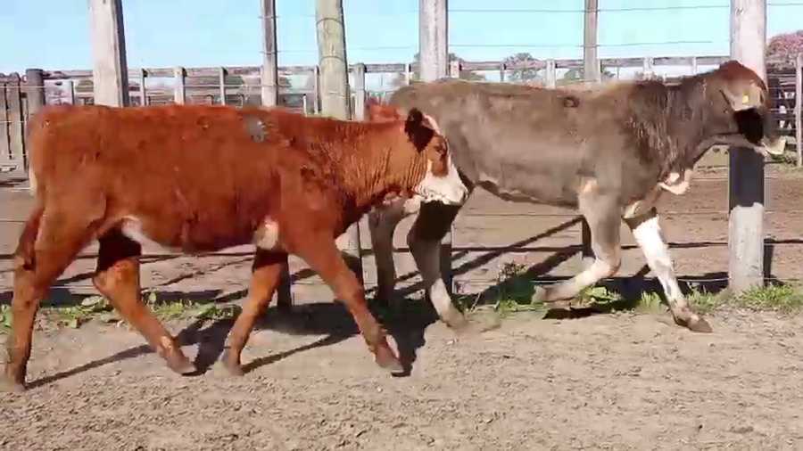 Lote 106 Terneras
