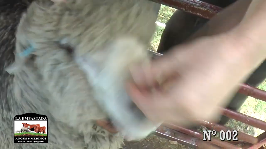 Lote CARNEROS DOHNE MERINO