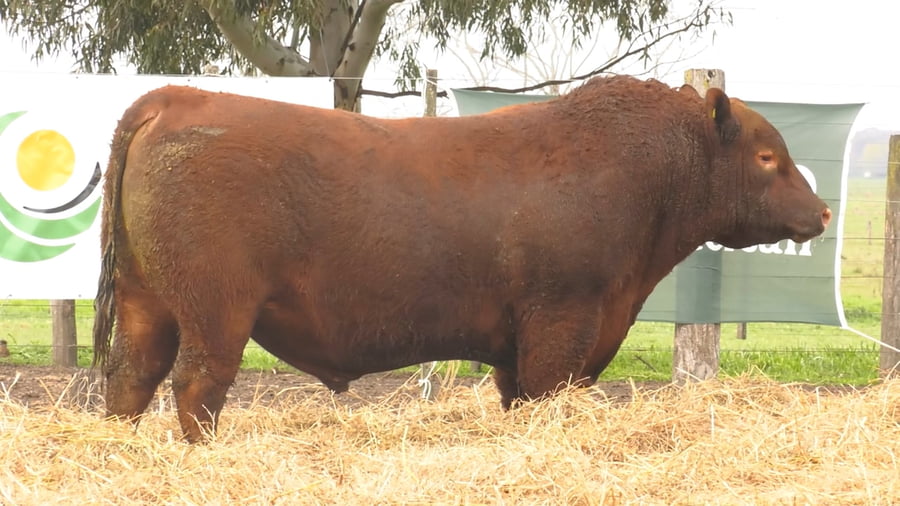 Lote TOROS PUROS POR CRUZA
