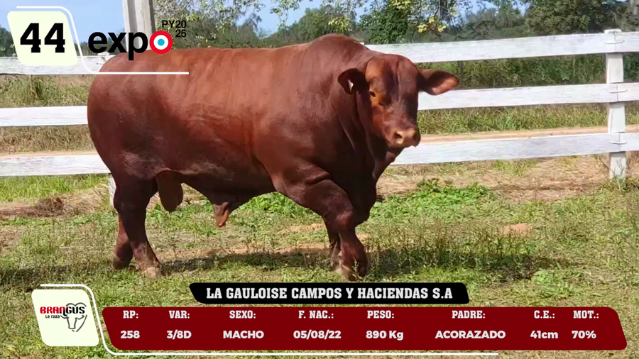 Lote LOTE 44