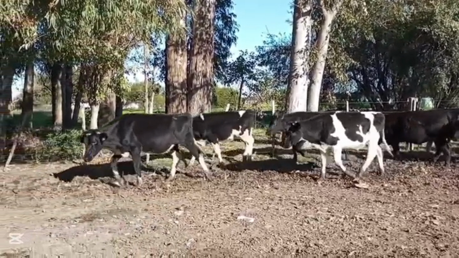 Lote NOVILLOS HOLANDO