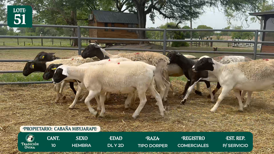Lote LOTE 51 - POR PANTALLA