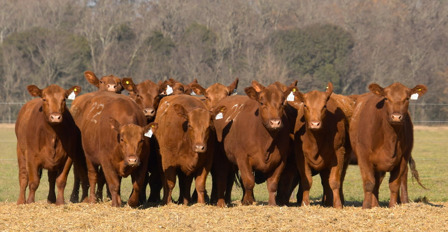 Lote VAQUILLONAS ANGUS PC PARICION OTOÑO