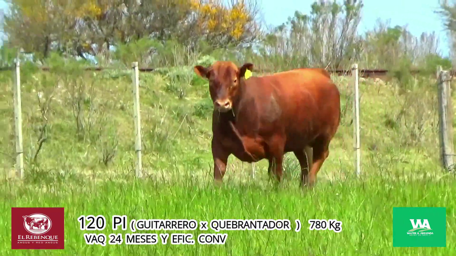 Lote Toros a remate en Angus el Rebenque  en Asociación Rural de Florida
