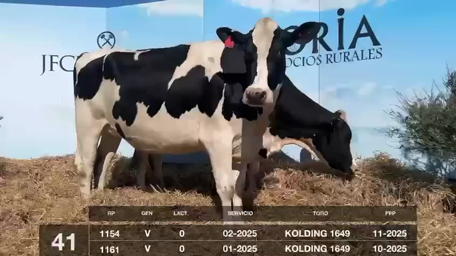 Lote VACAS Y VAQUILLONAS PRÓXIMAS