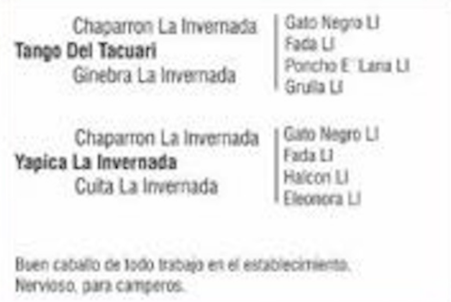 Lote BAILARIN DEL QUEBRACHAL