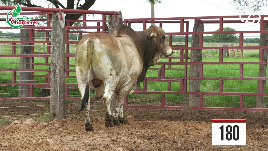 Lote Brahman