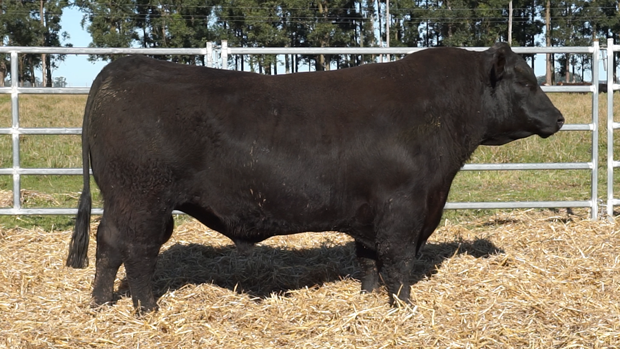 Lote 3 Toros a remate en San Carlos y La Magdalena, Artigas