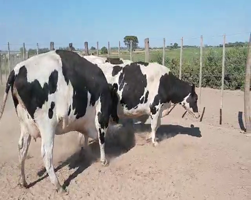 Lote Mauricio Minetti