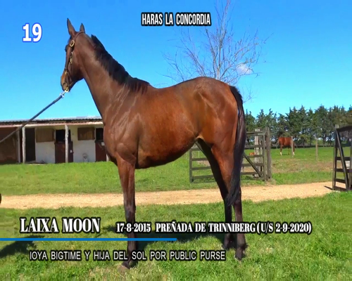 Lote LAIXA MOON