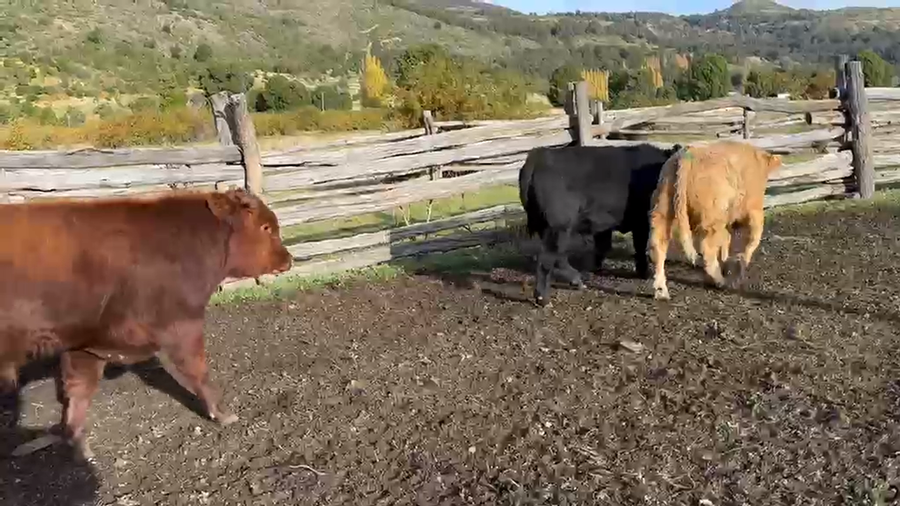 Lote 24 Ternero en Chile Chico, XI Región Aysén
