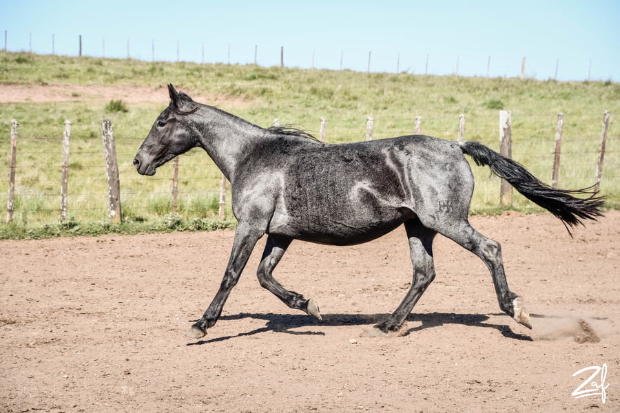 Lote GALAXIA DEL BURUCUYA