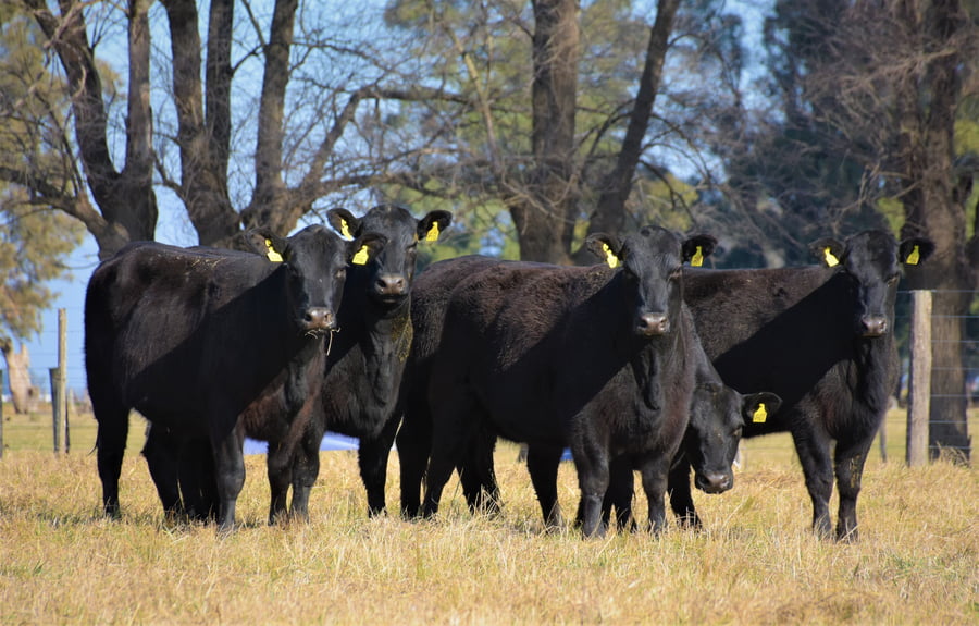Lote "Cabaña ""Don Felix"" Vaquillonas PC"