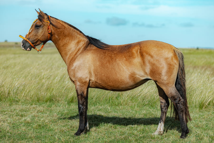 Lote Camorrera Del Malo