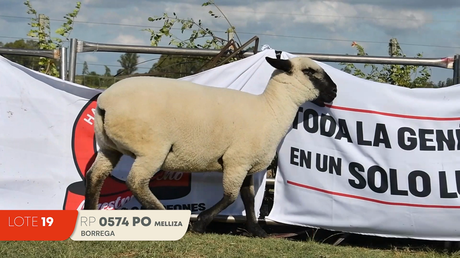 Lote Lote 19