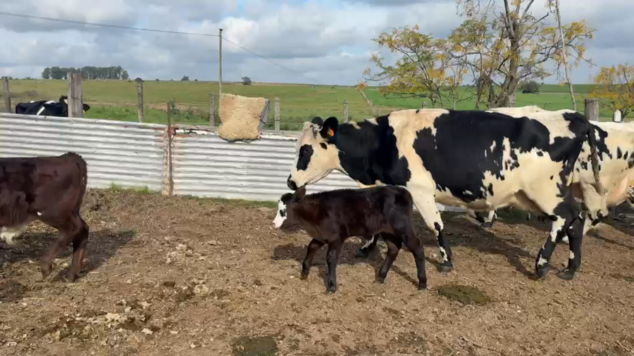 Lote PIEZA DE CRIA