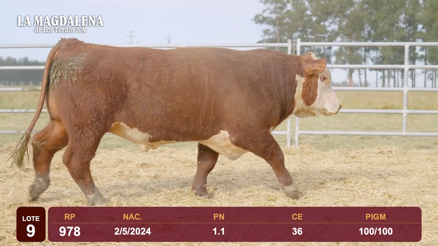 Lote Lote 9 - Hereford