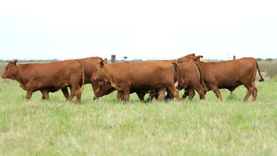 Lote Vaquilla Para Servicio
