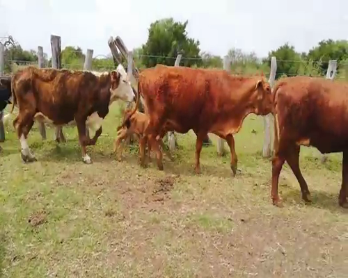 Lote 42 Vacas en Federal, Entre Ríos