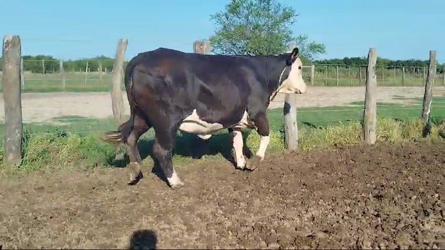 Lote 34 Vaca Exportacion